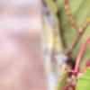 Acer davidii, leaves
