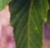 Acer davidii, leaves
