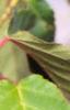 Acer davidii, leaves