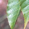Acer davidii, leaves