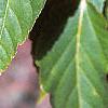 Acer davidii, leaves