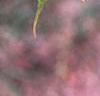 Acer davidii, leaves