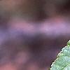 Acer davidii, leaves
