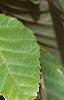 Acer davidii, leaves