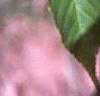 Acer davidii, leaves