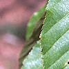 Acer davidii, leaves