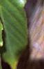 Acer davidii, leaves
