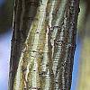 Acer davidii, buds