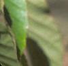 Acer davidii, buds