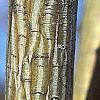 Acer davidii, buds