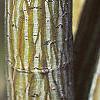 Acer davidii, buds