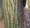Acer davidii, buds