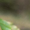 Acer davidii, buds