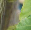 Acer davidii, bark