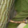 Acer davidii, bark