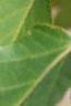 Acer davidii, bark