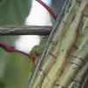 Acer davidii, bark