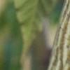 Acer davidii, bark