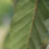 Acer davidii, bark