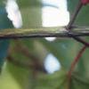 Acer davidii, bark