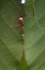 Acer davidii, bark