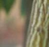 Acer davidii, bark