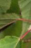Acer davidii, bark