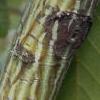 Acer davidii, bark