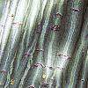 Acer davidii, bark