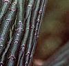 Acer davidii, bark