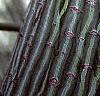 Acer davidii, bark