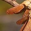 Acer diabolicum, fruit