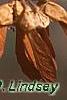 Acer diabolicum, fruit