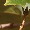 Acer diabolicum, fruit