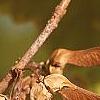 Acer diabolicum, fruit