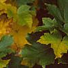 Acer diabolicum, fall color