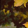 Acer diabolicum, fall color
