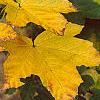 Acer diabolicum, fall color
