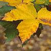Acer diabolicum, fall color