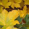 Acer diabolicum, fall color