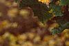 Acer diabolicum, fall color