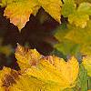 Acer diabolicum, fall color