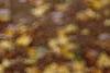 Acer diabolicum, fall color