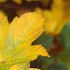 Acer diabolicum, fall color