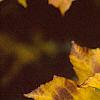 Acer diabolicum, fall color
