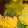 Acer diabolicum, fall color