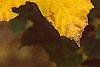 Acer diabolicum, fall color