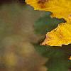 Acer diabolicum, fall color