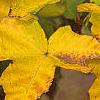 Acer diabolicum, fall color