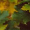 Acer diabolicum, fall color